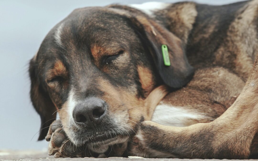 Sleeping Like A Dog: How Our Four-Legged Friends Help Us Rest Better