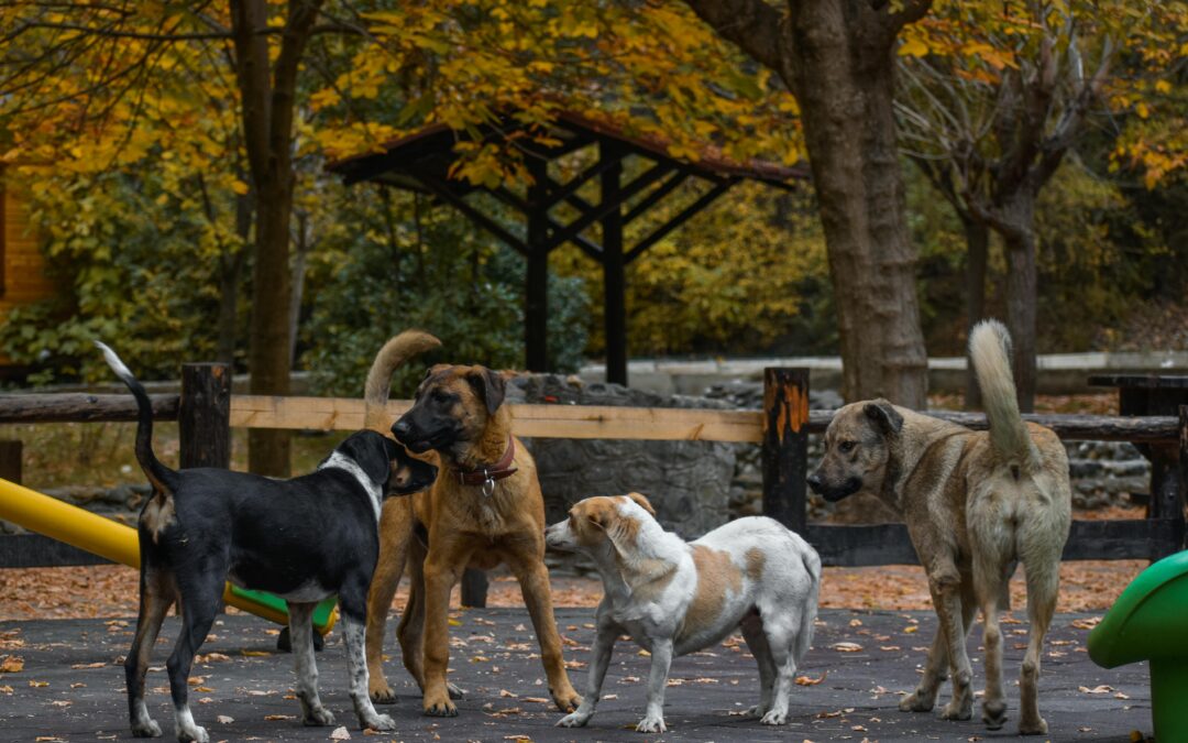 From Paws to Paychecks: Dream Jobs for Every Dog Breed