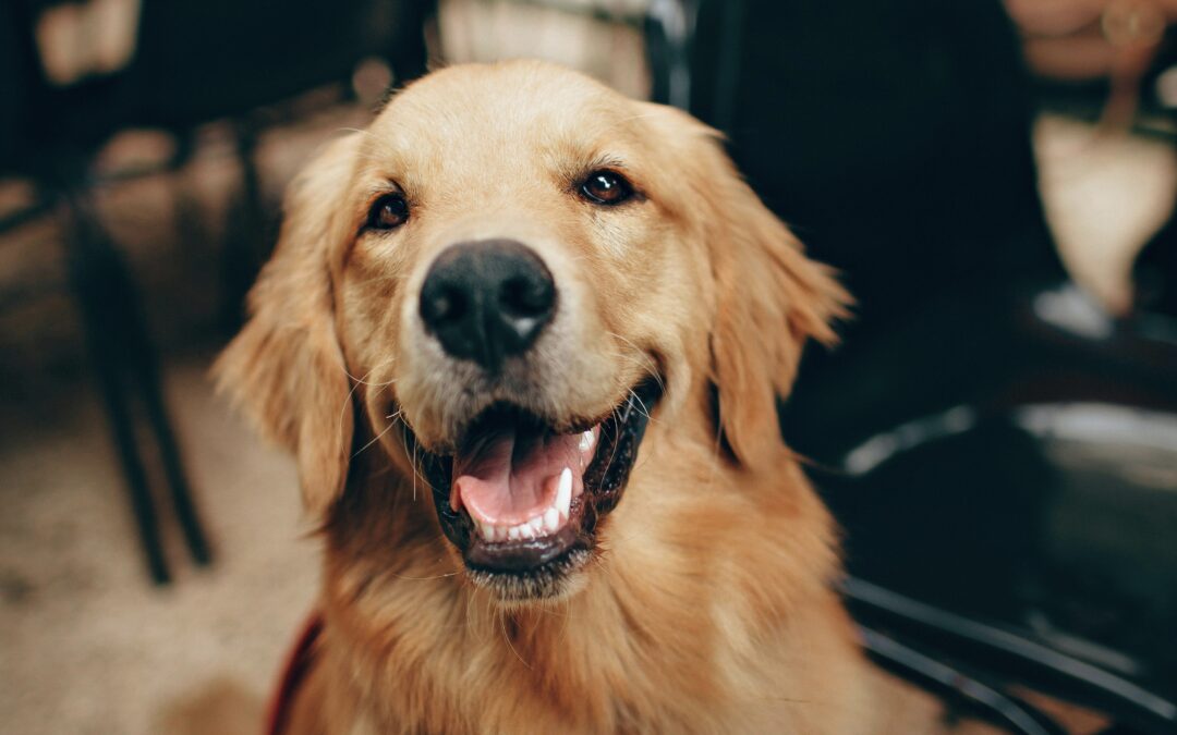 Speak Dog: A Simple Guide to Reading Your Pup’s Body Language